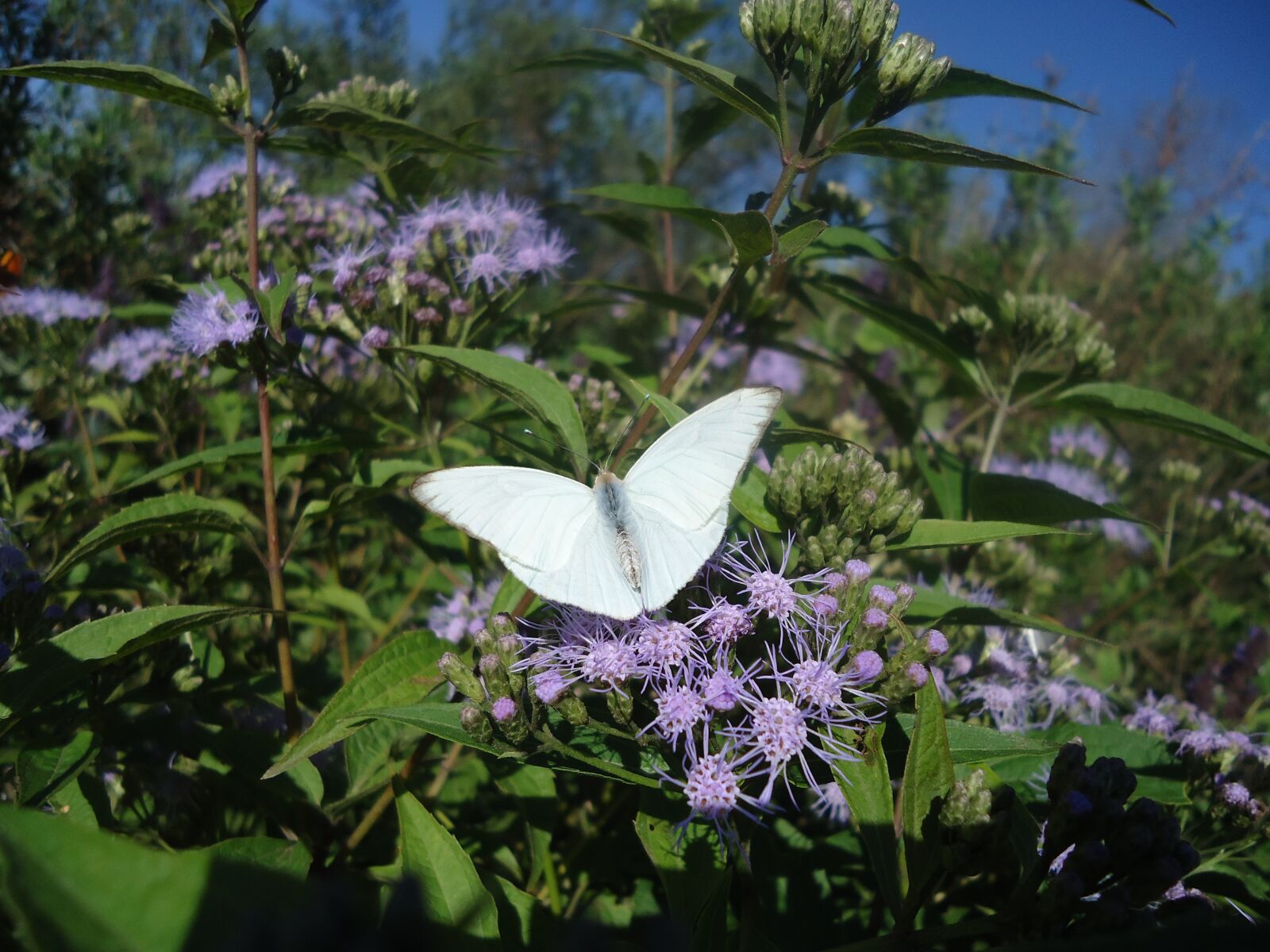 Sony Cyber-shot DSC-W610 sample photo. Butterfly, white wings, hostal photography