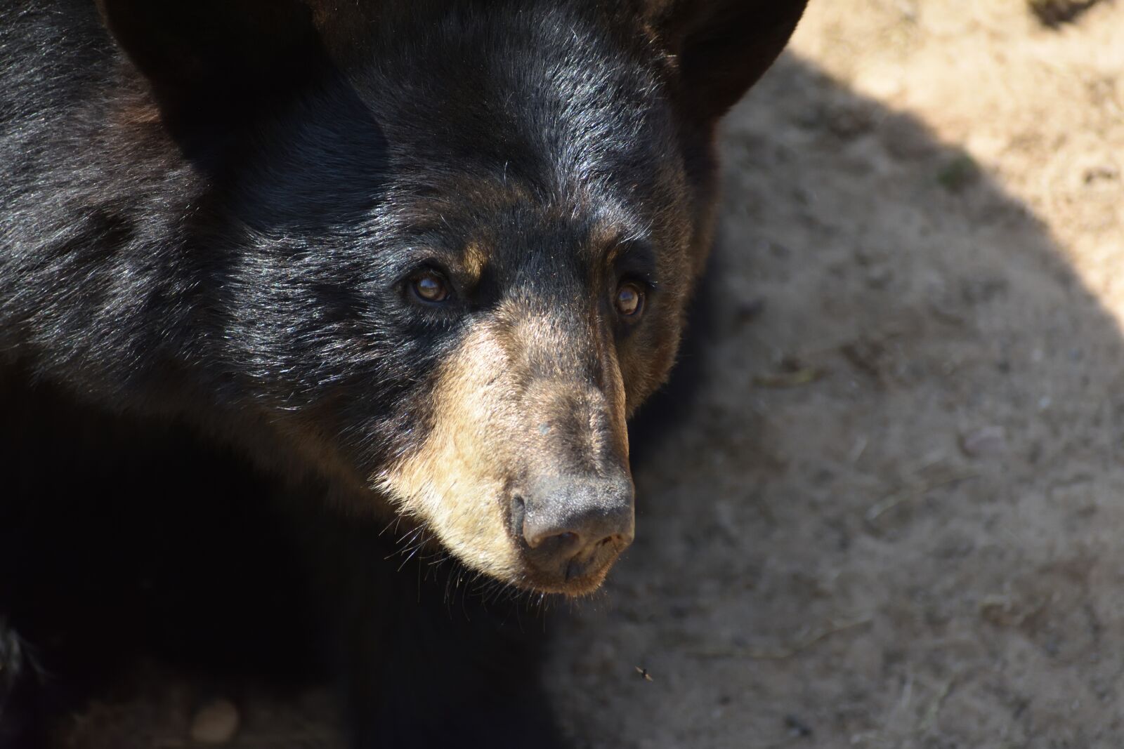 Nikon D3400 sample photo. Bear, black bear, animal photography