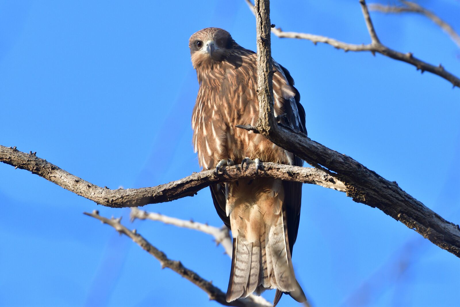 Nikon D500 sample photo. Bird, wild animals, natural photography
