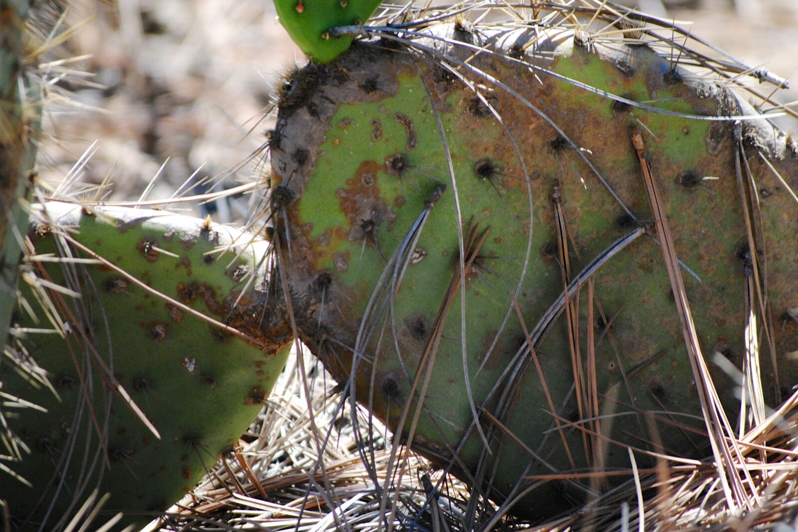 Nikon D3000 sample photo. Cactus, torrey pines, spikes photography