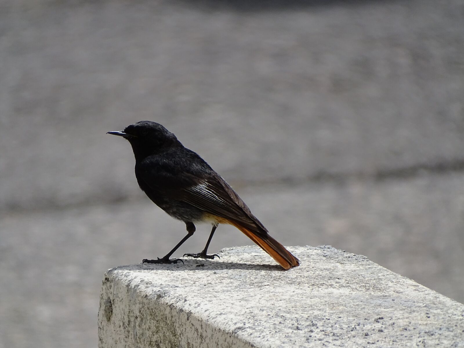 Птичка с коричневым хвостом