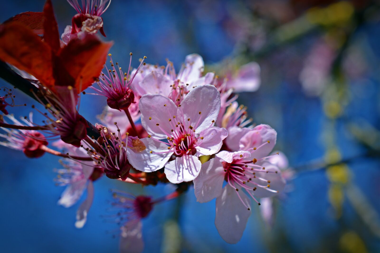 Nikon D5200 sample photo. Japanese cherry trees, blossom photography