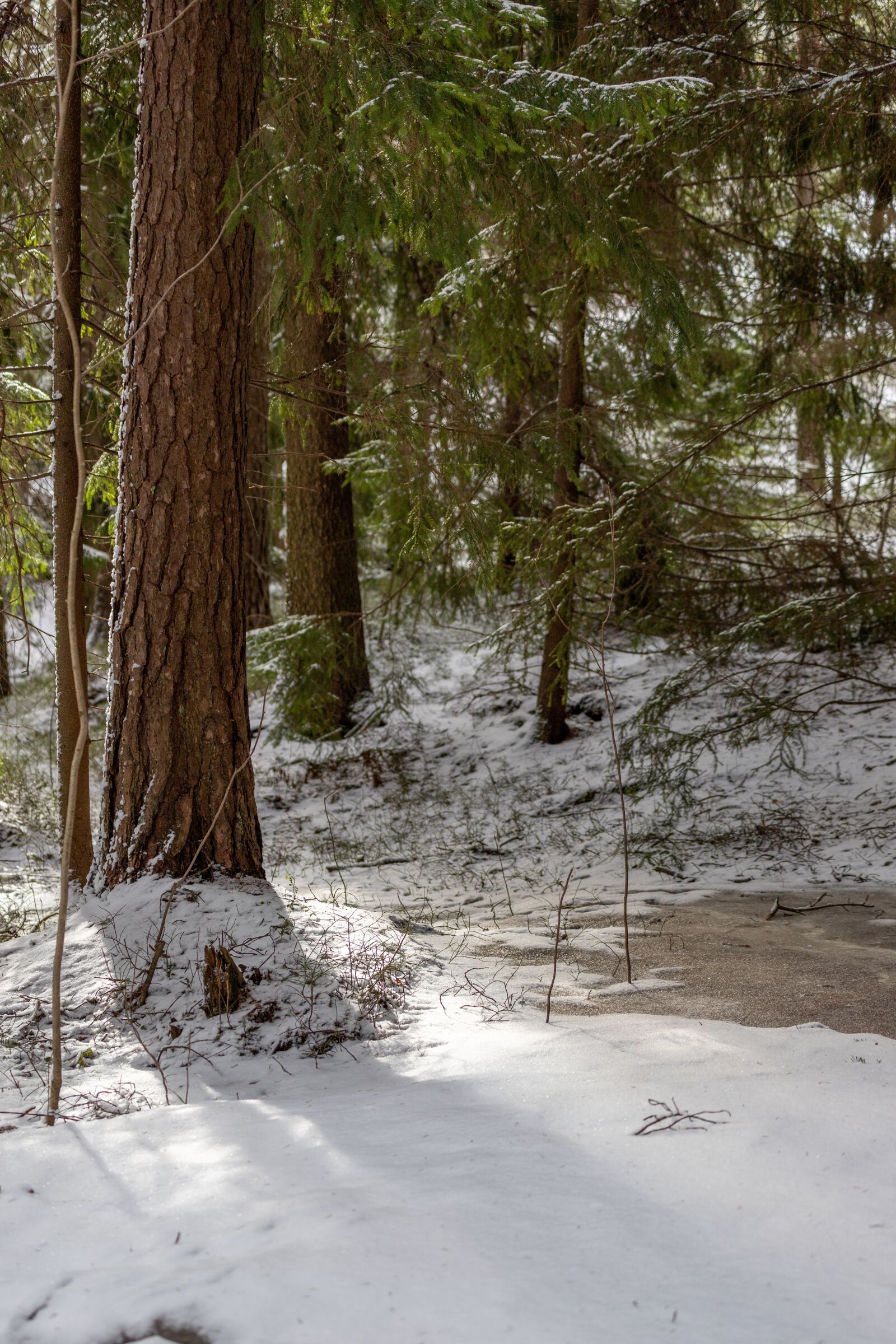 Canon EOS 6D Mark II + Canon EF 70-300mm F4-5.6L IS USM sample photo. Green, forest, snow photography
