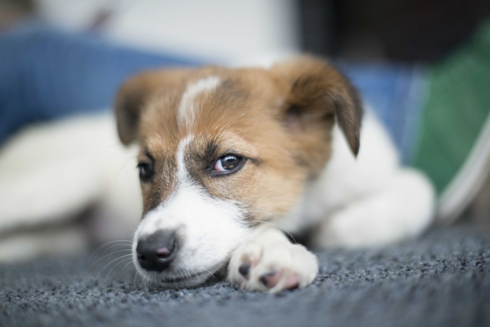 Nikon D800 sample photo. Little, dog, rests photography