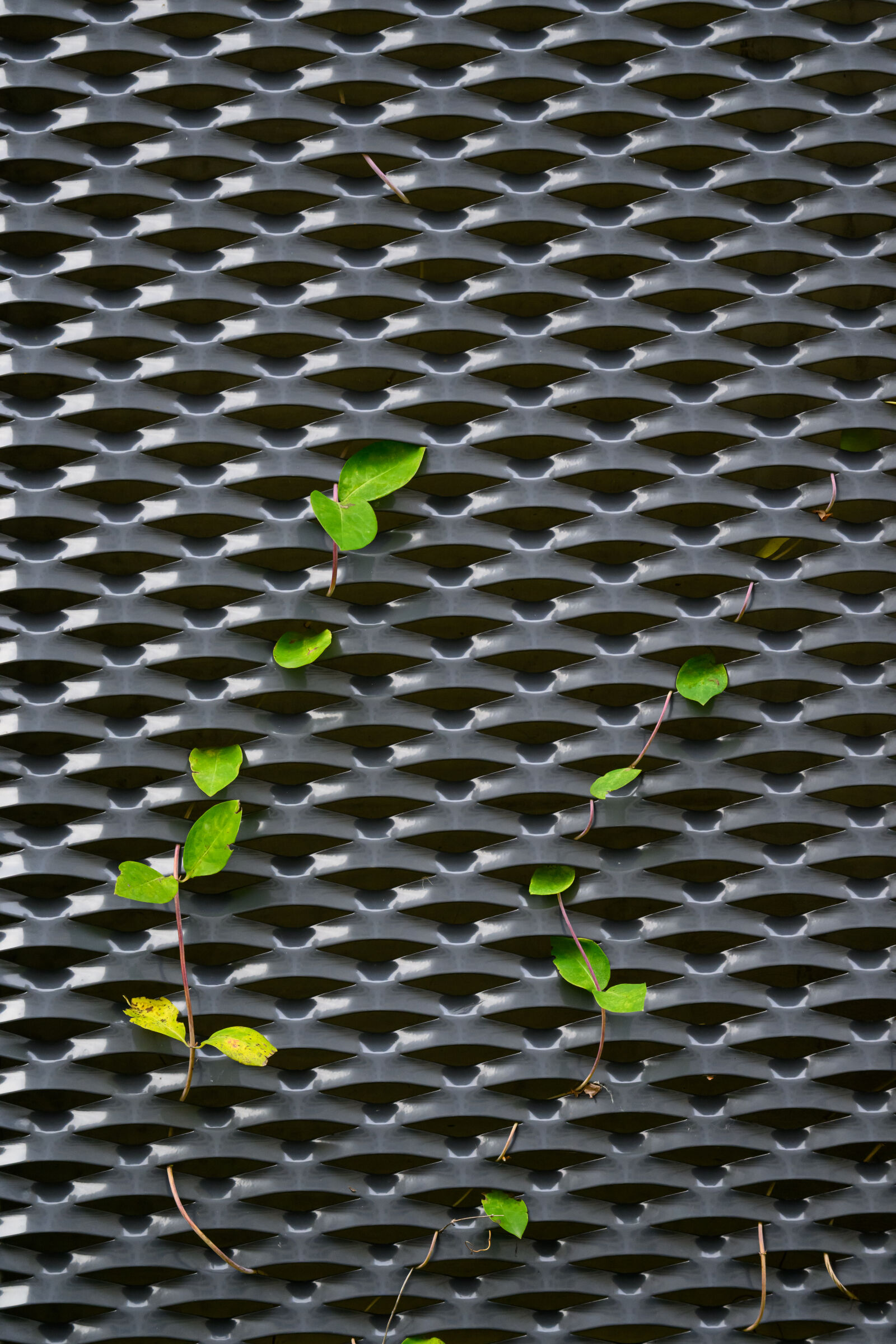 Nikon Z9 sample photo. Life finds its way photography