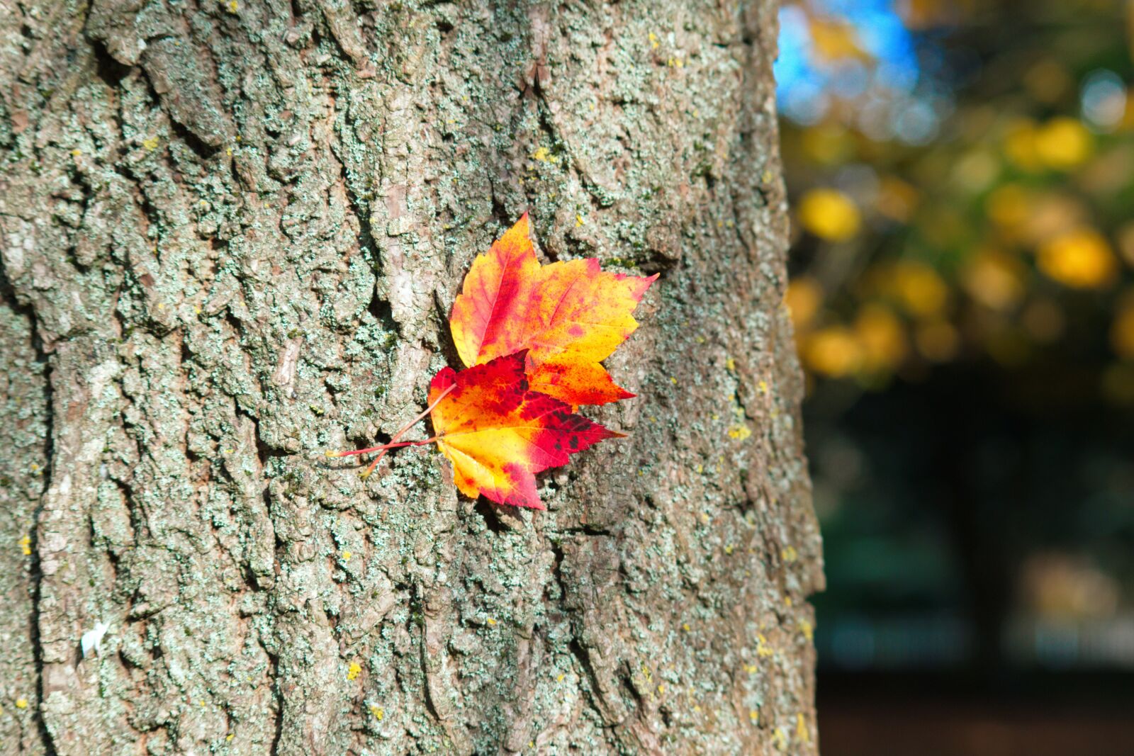 Nikon D3300 sample photo. Red yellow, leaves, tree photography