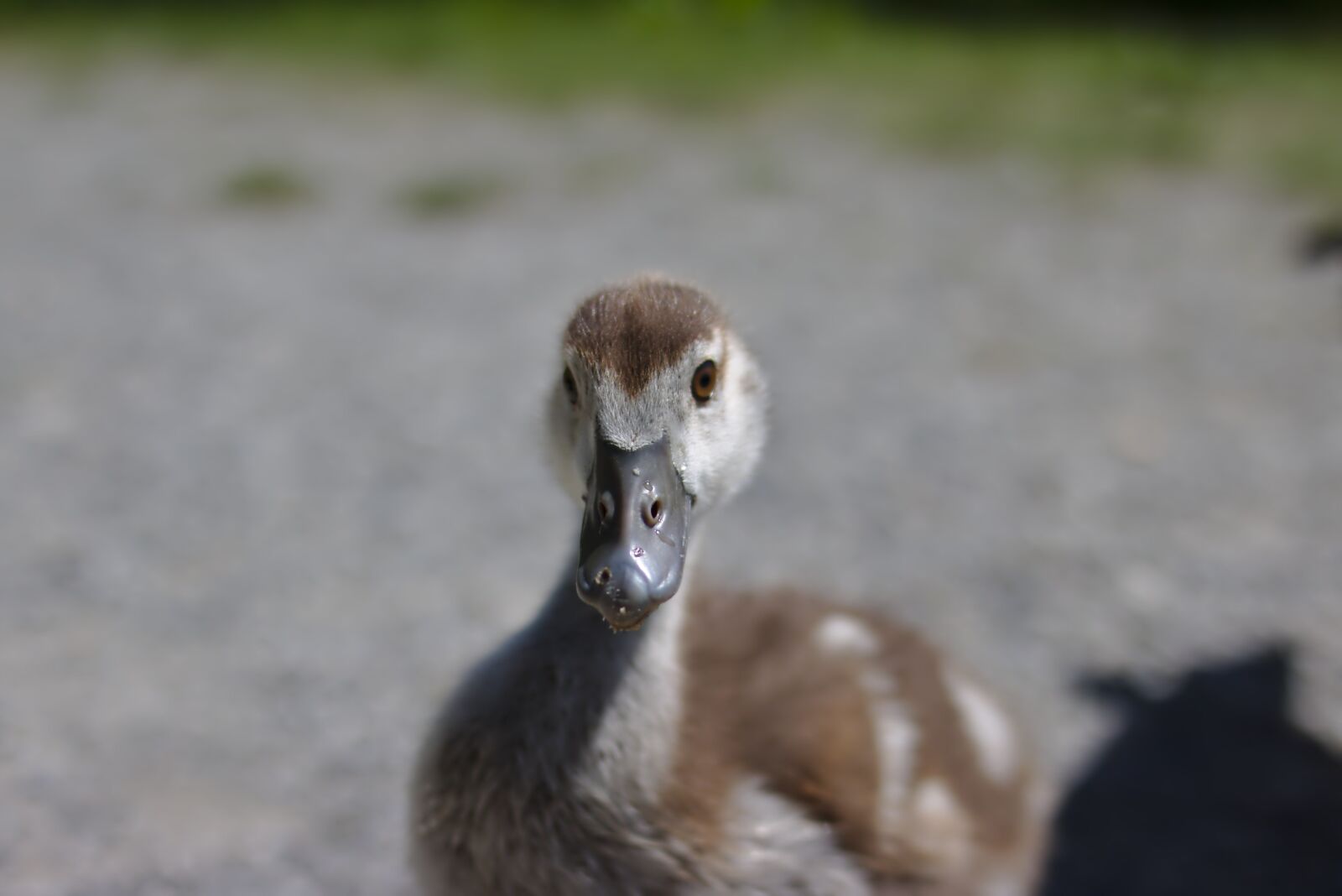 Canon EOS 750D (EOS Rebel T6i / EOS Kiss X8i) sample photo. Goose, bird, plumage photography