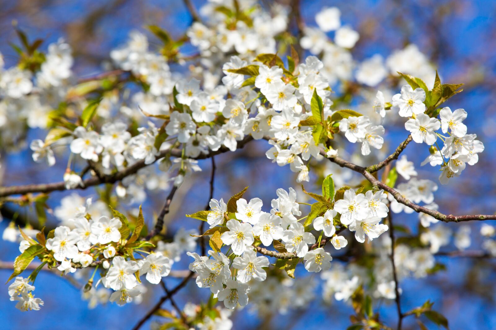 Canon EOS 5D Mark III sample photo. Cherry blossom, spring, blossom photography