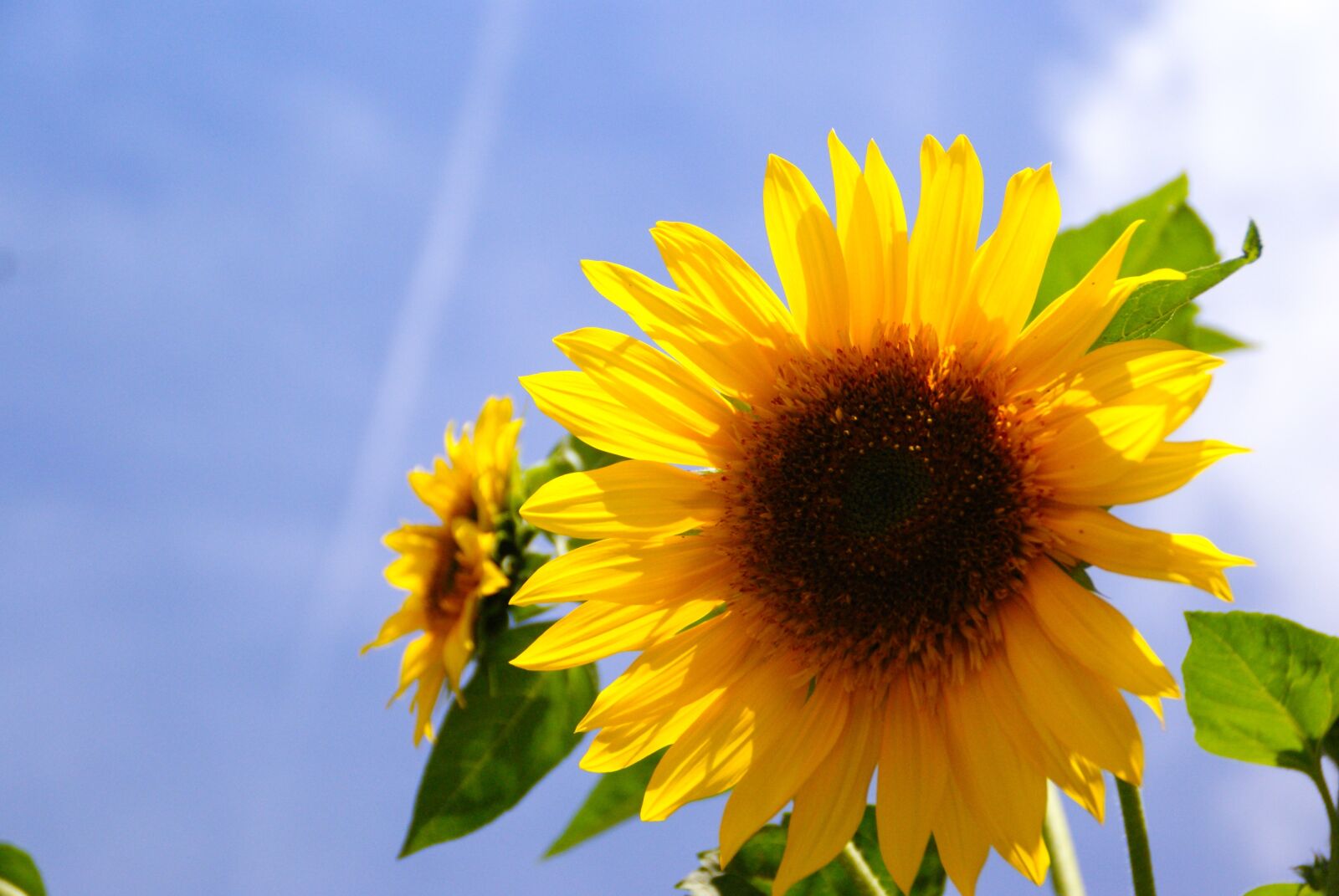 Sony Alpha DSLR-A200 sample photo. Sunflower, flower, sun sky photography