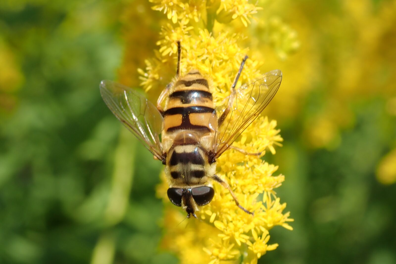 Olympus TG-5 sample photo. Schwirrfliege, hoverfly, flower photography