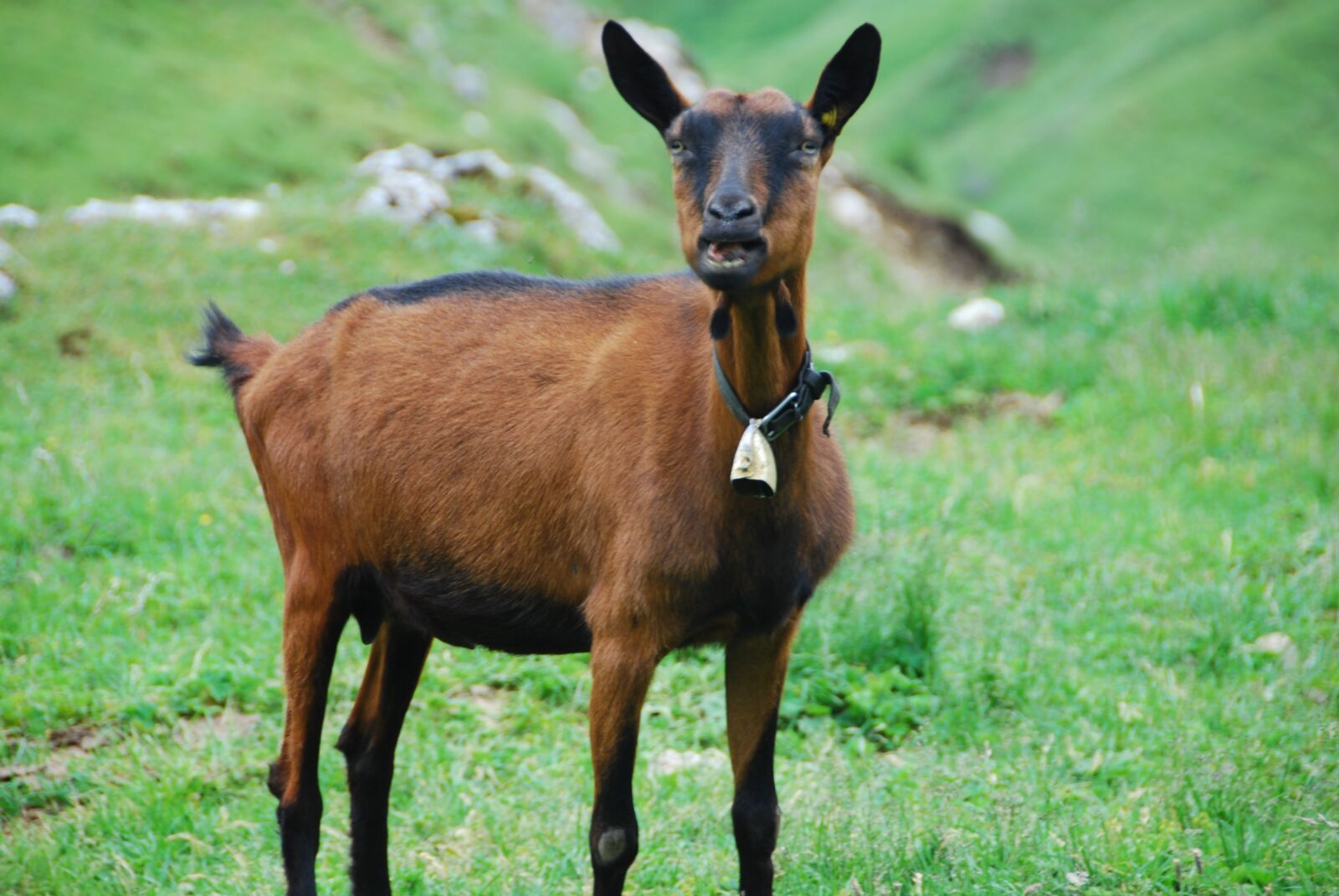 Nikon D80 sample photo. Capra, animal, livestock photography