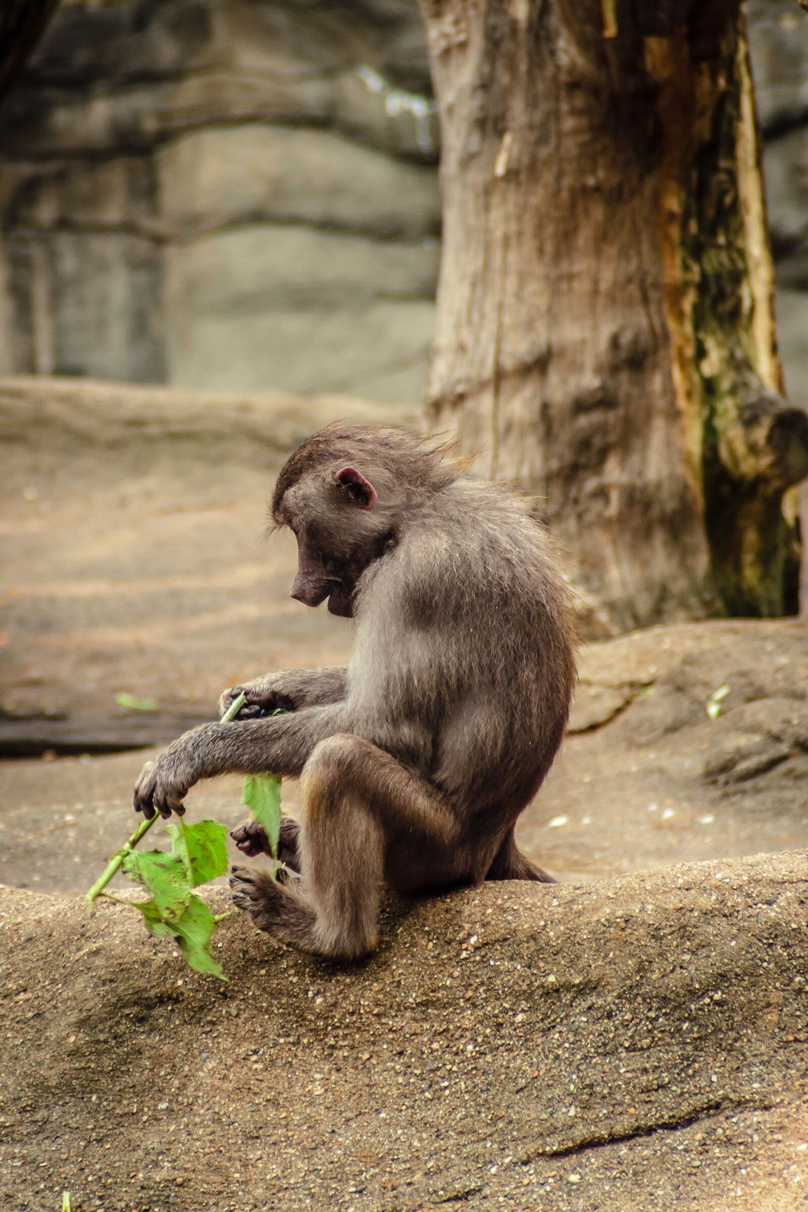 Canon EOS 7D sample photo. Baboon, papio, hamadryas photography