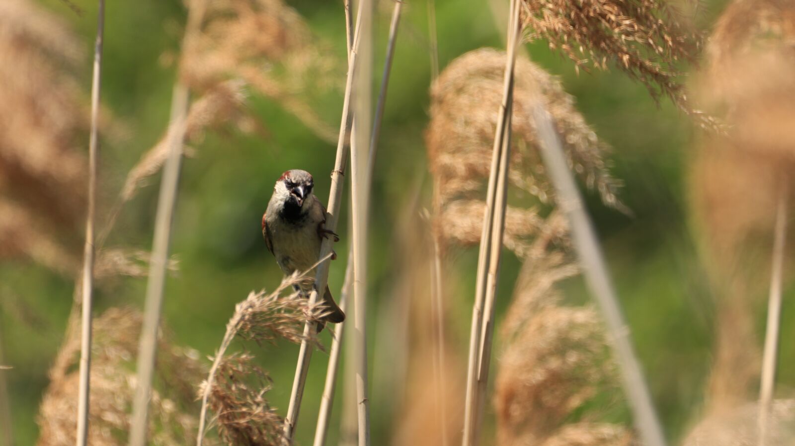 150-600mm F5-6.3 DG OS HSM | Contemporary 015 sample photo. Reed, bird, sparrow photography