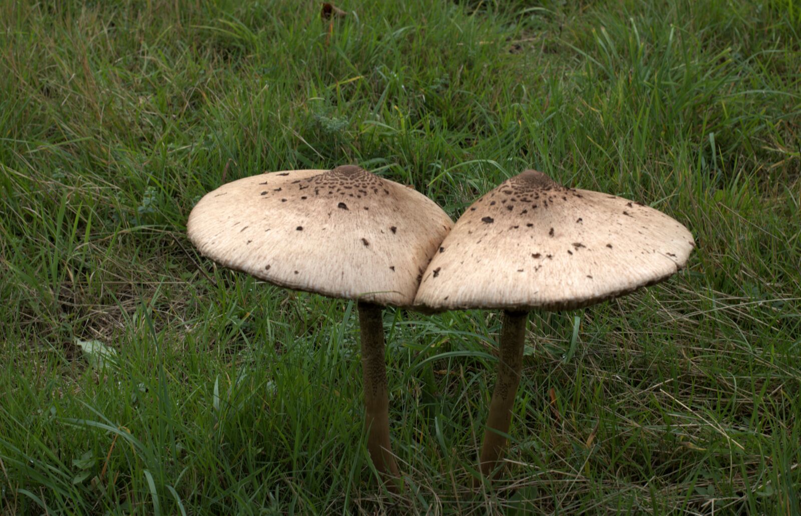 Canon EOS 760D (EOS Rebel T6s / EOS 8000D) sample photo. Arable parasol mushroom, white photography