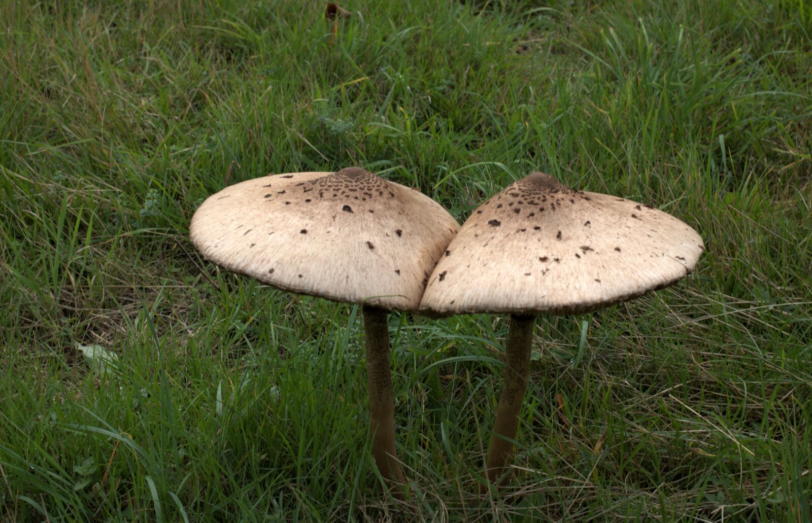 Canon EF 35mm F2 IS USM sample photo. Arable parasol mushroom, white photography