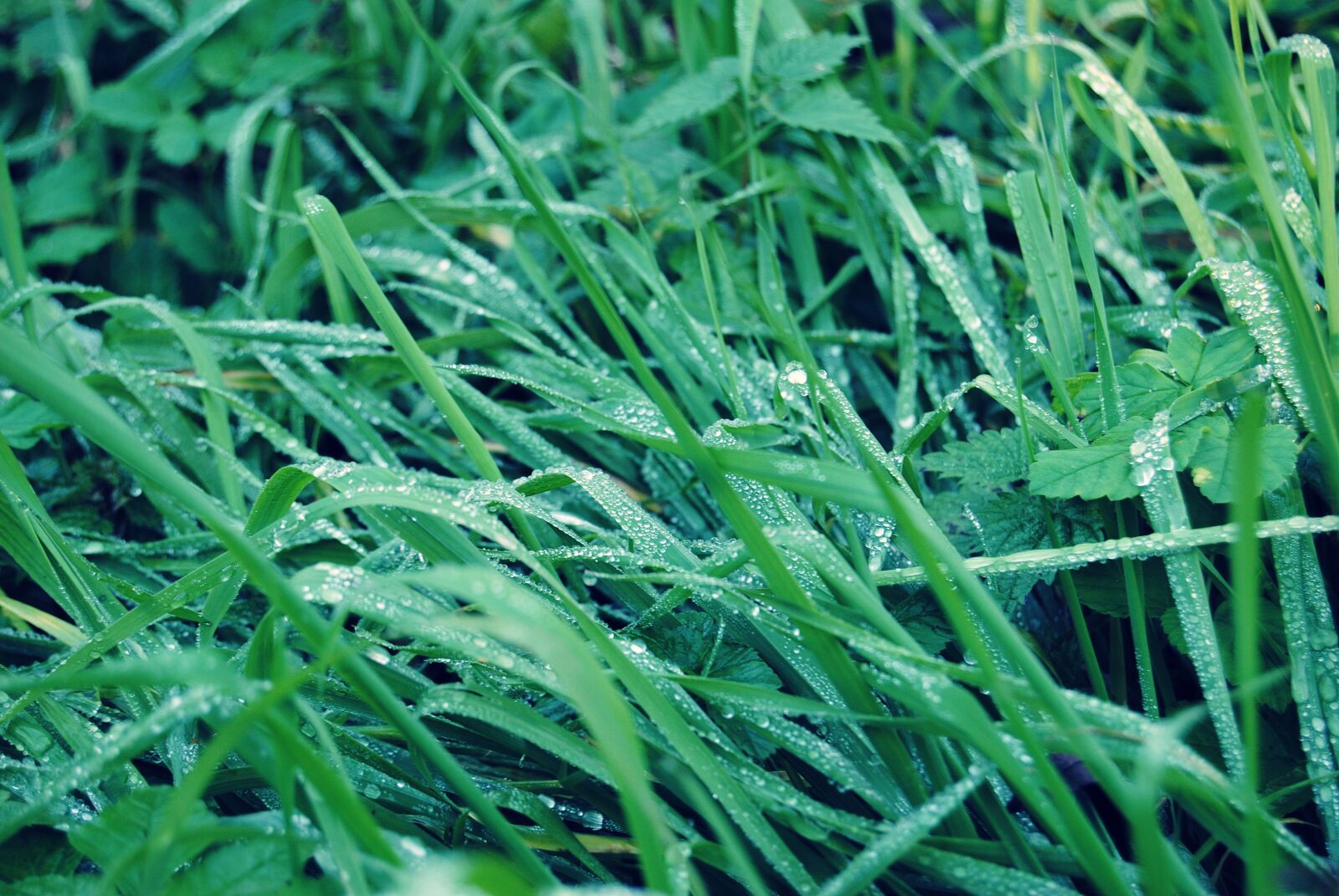 Nikon D3000 sample photo. Grass, rain, drops photography