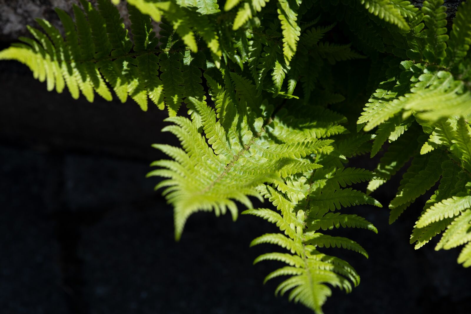 Nikon D750 sample photo. Fern, green, nature photography