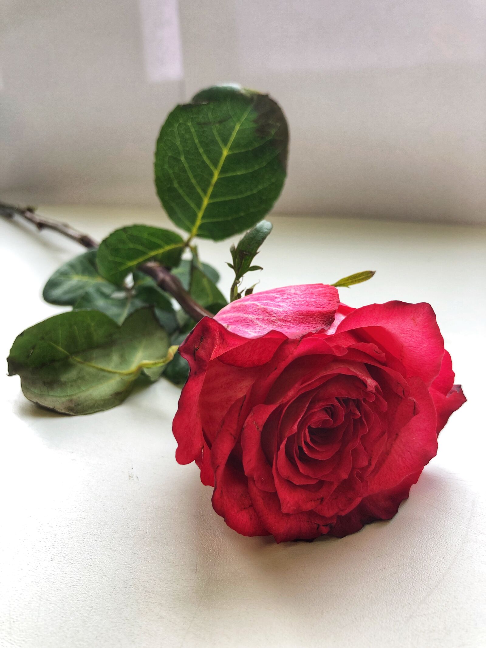 iPhone 8 Plus back dual camera 3.99mm f/1.8 sample photo. Rose, flower, pink photography