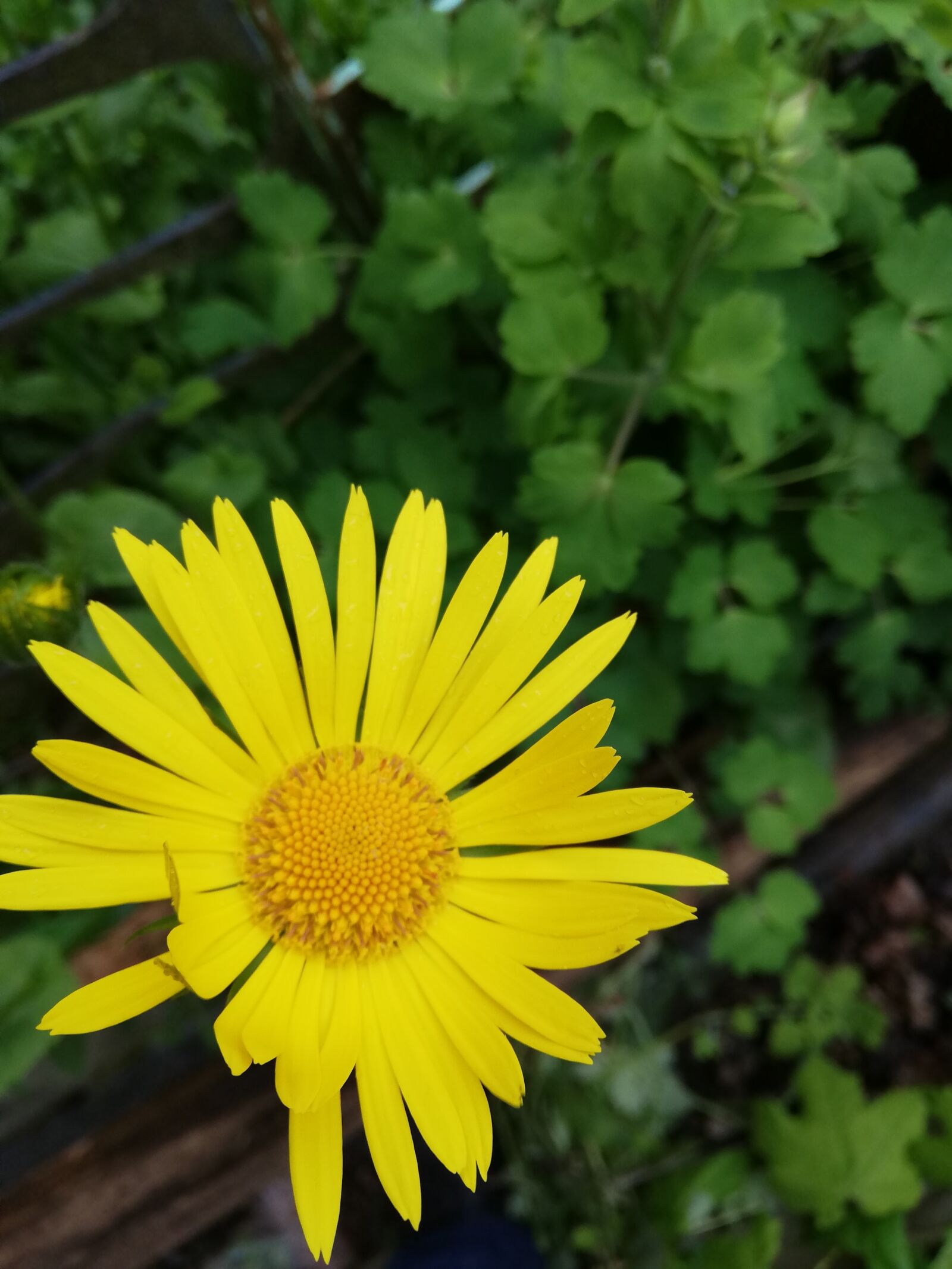 HUAWEI P20 lite sample photo. Flower, yellow, day photography