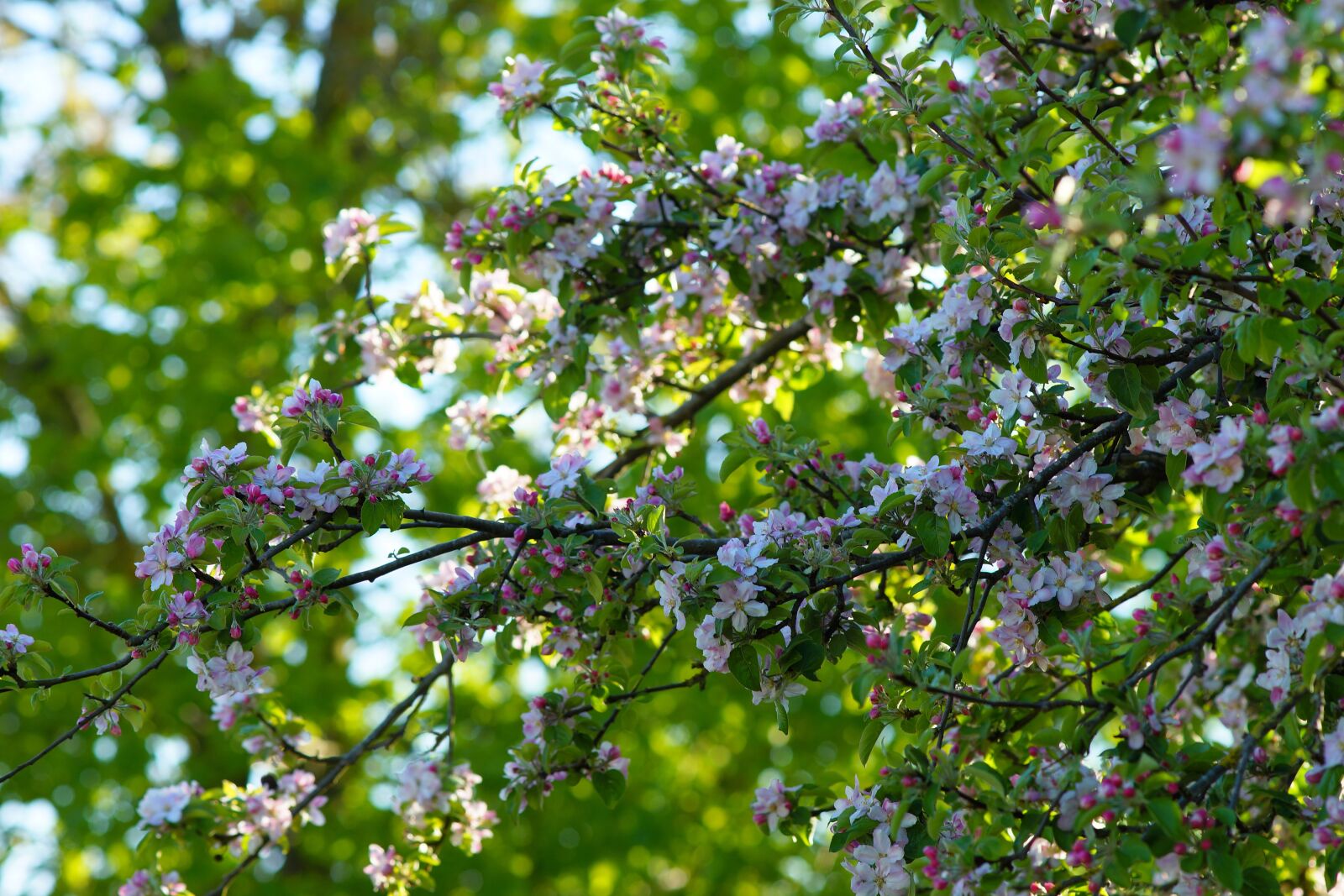 Sony a99 II + Minolta AF 200mm F2.8 HS-APO G sample photo. Tree, flower, branch photography