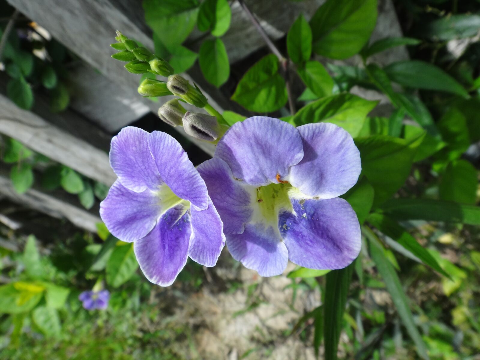 Sony DSC-TX20 sample photo. Flower, wildflower, purple photography