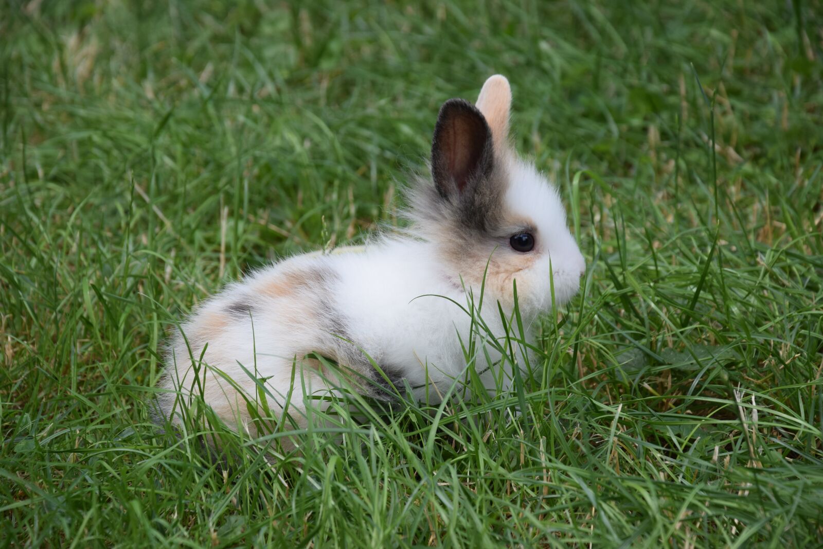 Nikon D5300 sample photo. Dwarf rabbit, rabbit, hare photography