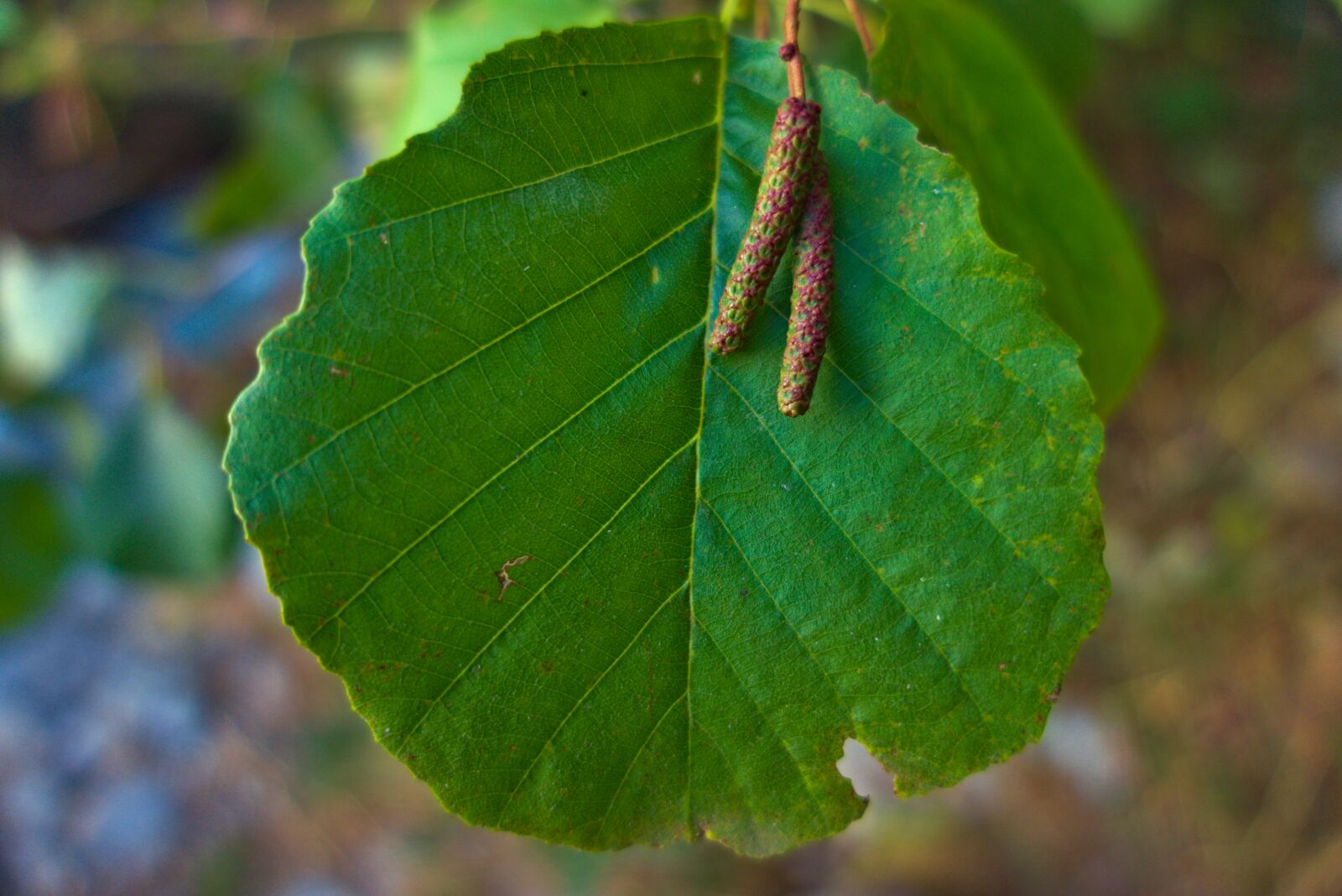 Sony DSC-RX100M5A sample photo. Leaf, green, alder photography