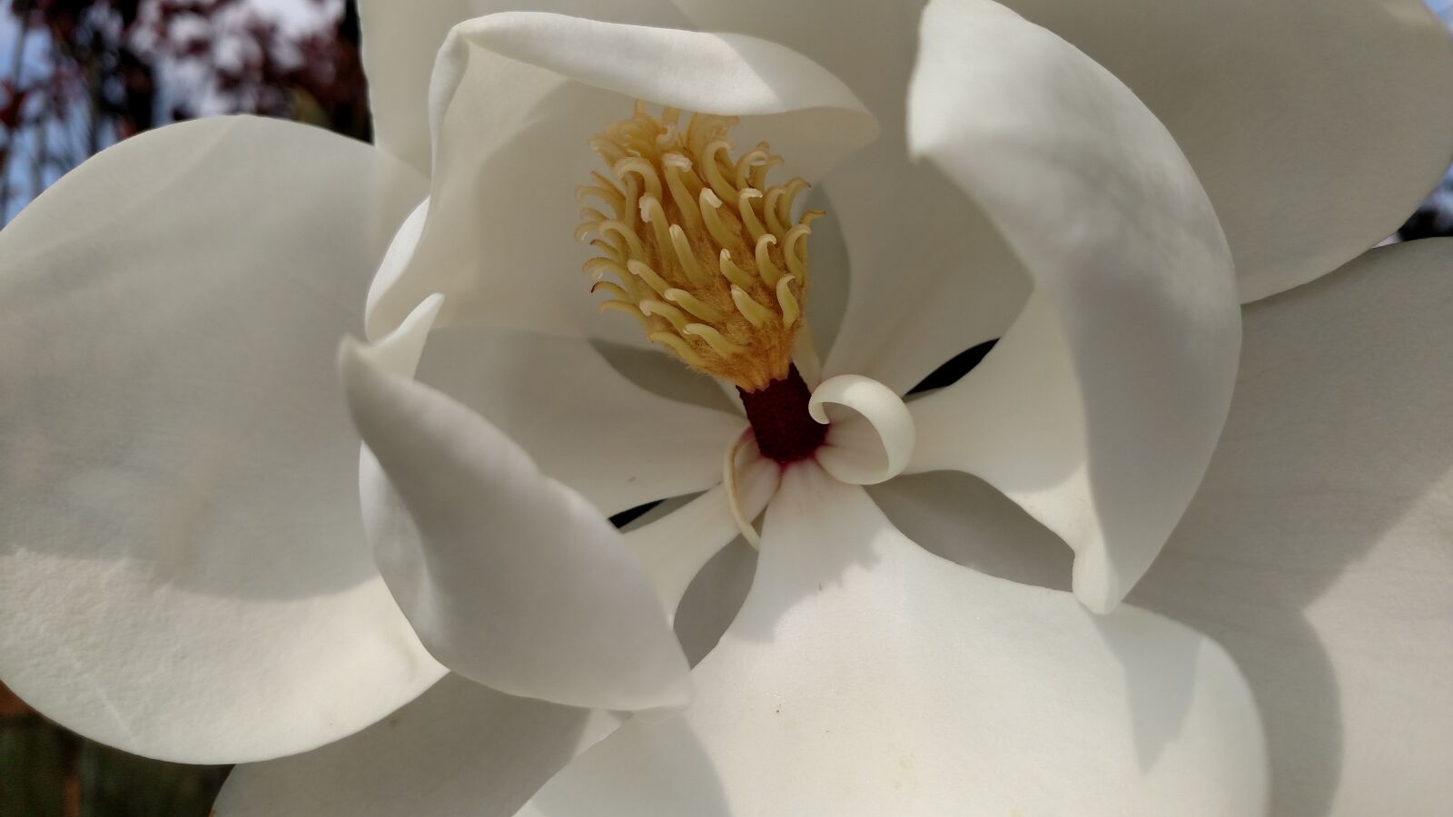 Motorola Droid Turbo sample photo. Magnolia, tree, flower photography