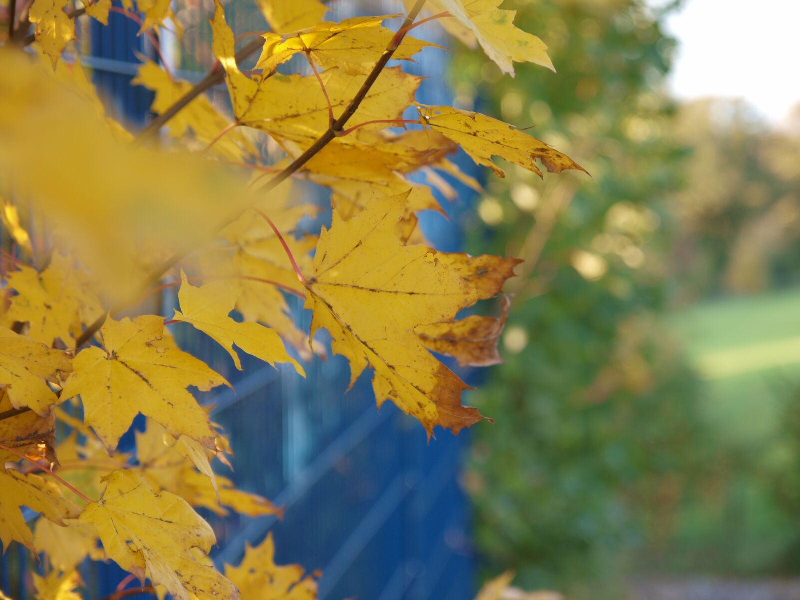 Olympus E-3 sample photo. Maple, leaves, branches photography