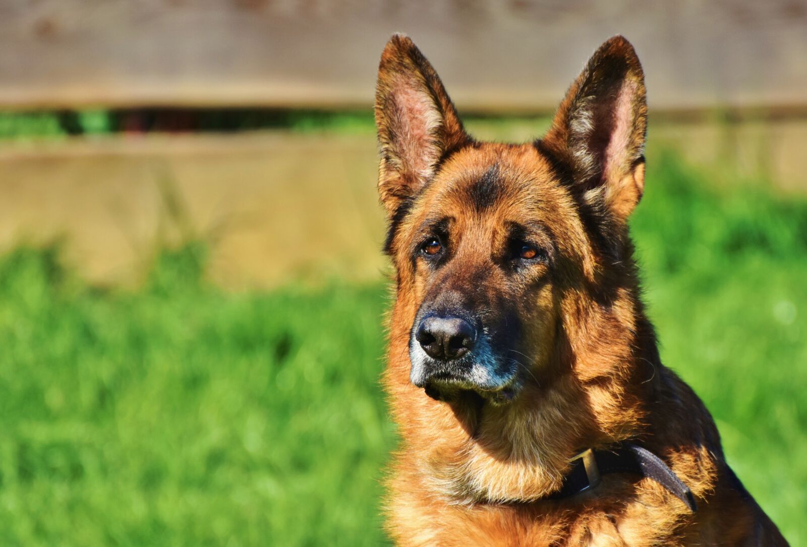 Nikon D7200 sample photo. Sch fer dog, guard photography