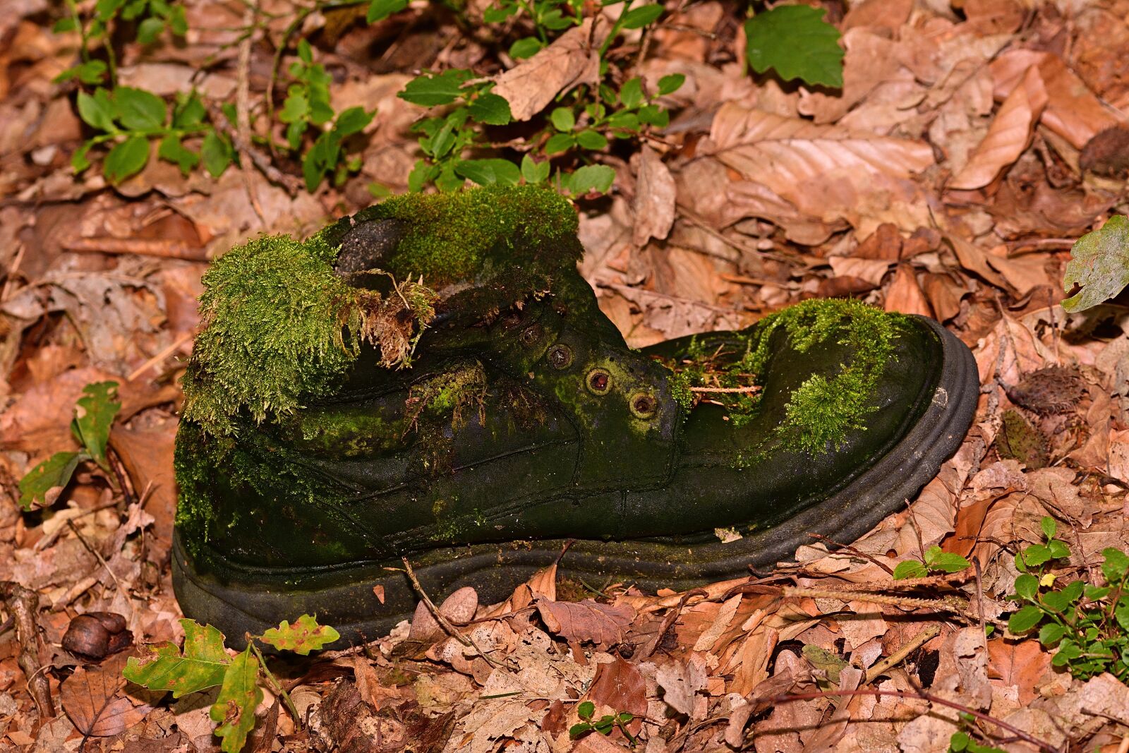 Nikon D5200 sample photo. Forest, shoe, lost photography