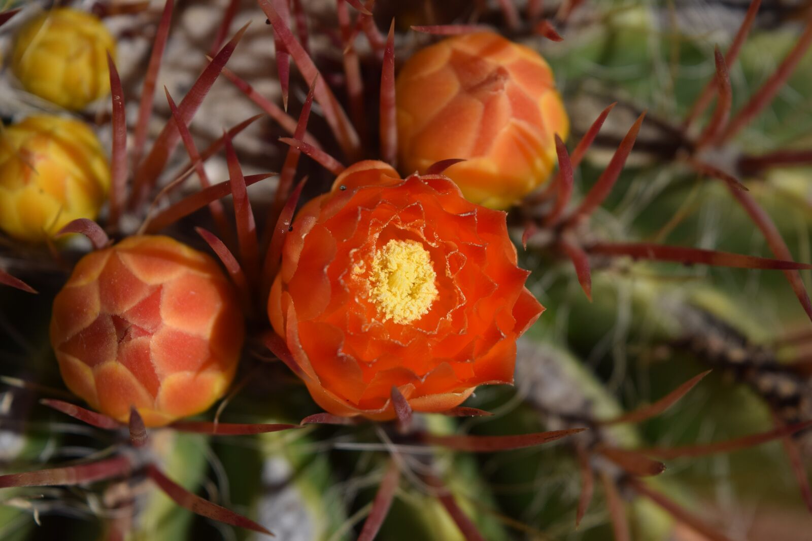 Nikon D3300 sample photo. Desert, cactus, cacti photography