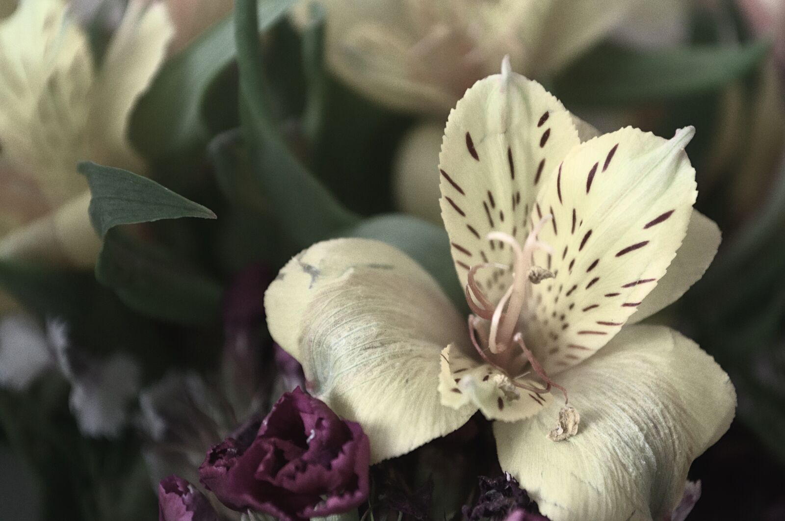 Nikon D3100 sample photo. Peruvian lily, white, flower photography