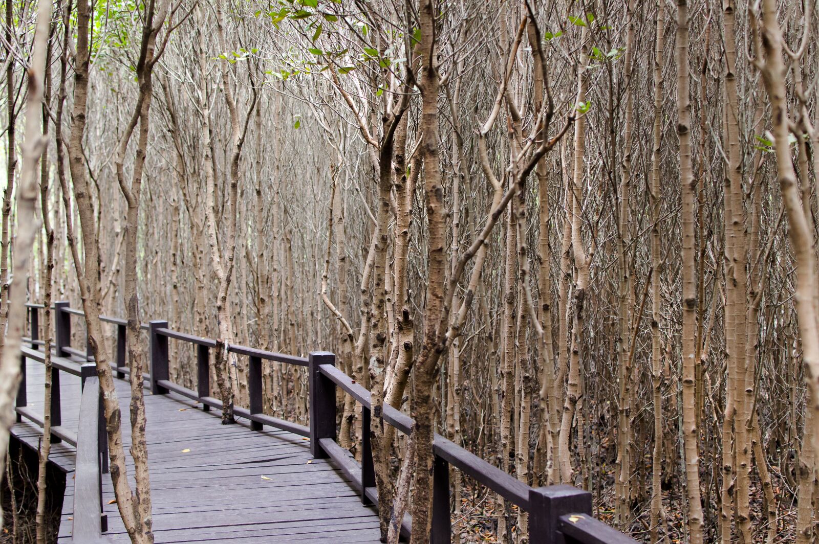 Nikon D3200 sample photo. Wood bridge, mangrove forest photography