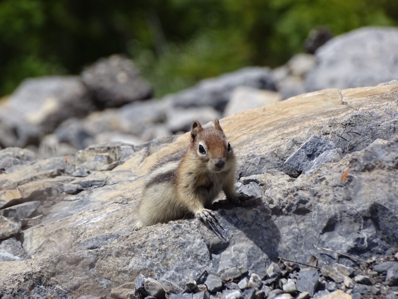 Sony Cyber-shot DSC-HX400V sample photo. Chipmunk, nature, animal photography