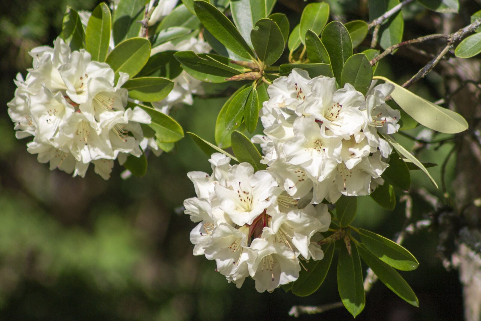 Canon EOS 1100D (EOS Rebel T3 / EOS Kiss X50) sample photo. Rhododendron, flowers, spring photography