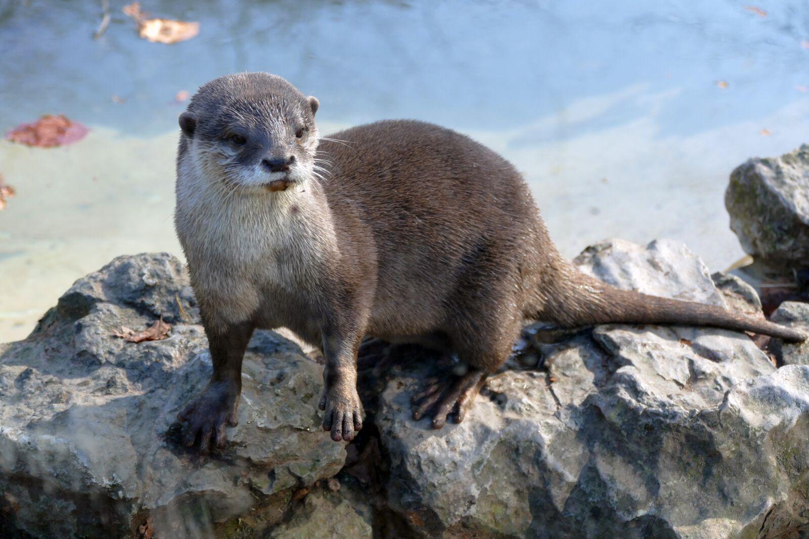 Panasonic Lumix DMC-FZ1000 sample photo. Otter, mammal, wildlife photography