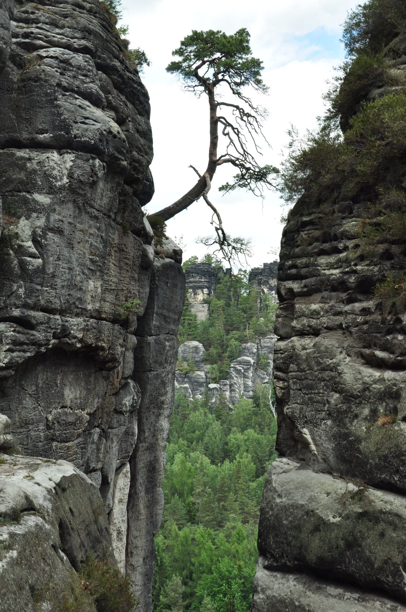 Nikon D90 sample photo. Saxon switzerland, tree, individually photography