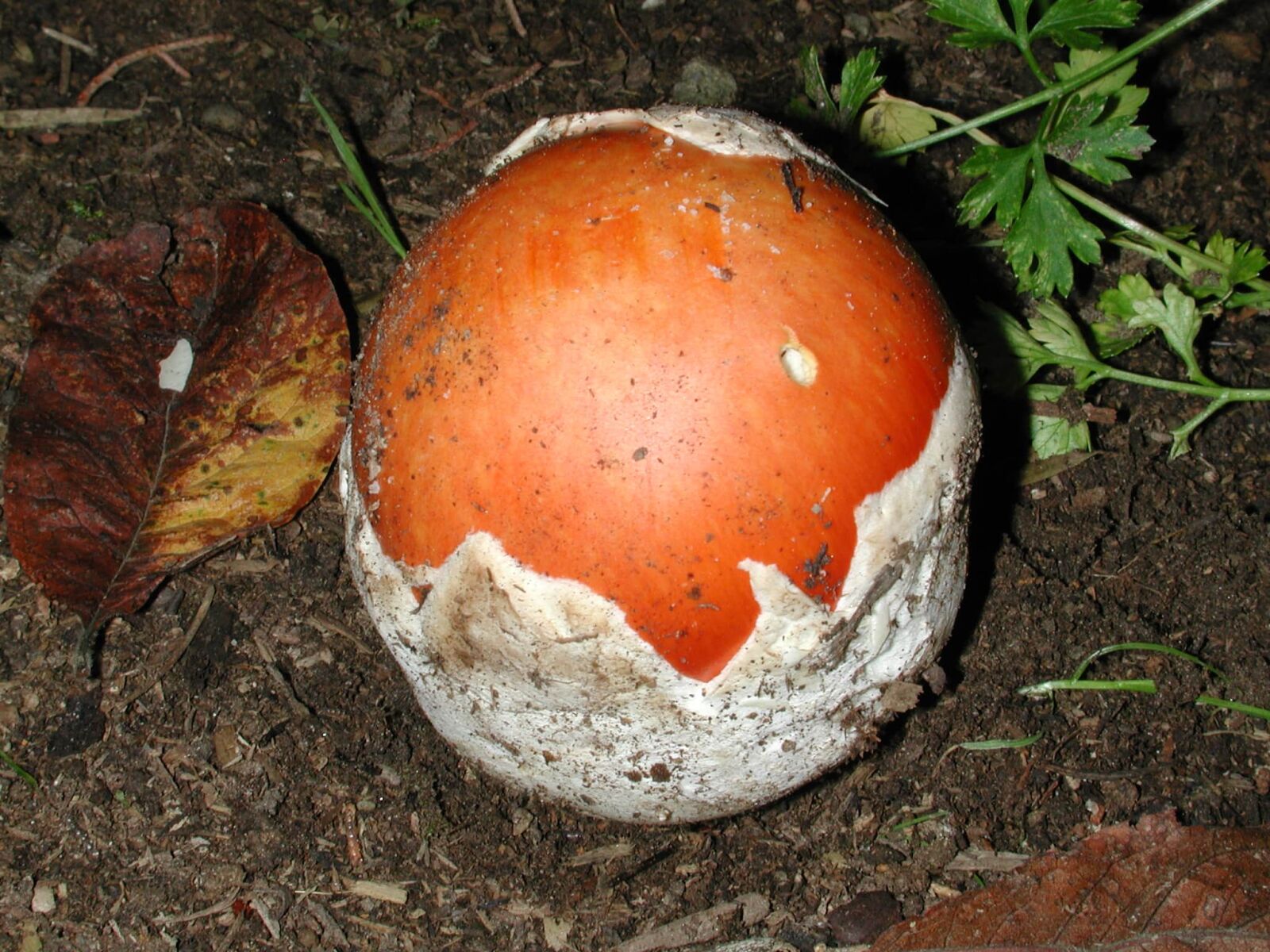 Nikon E990 sample photo. Red mushroom, detail, vegetation photography