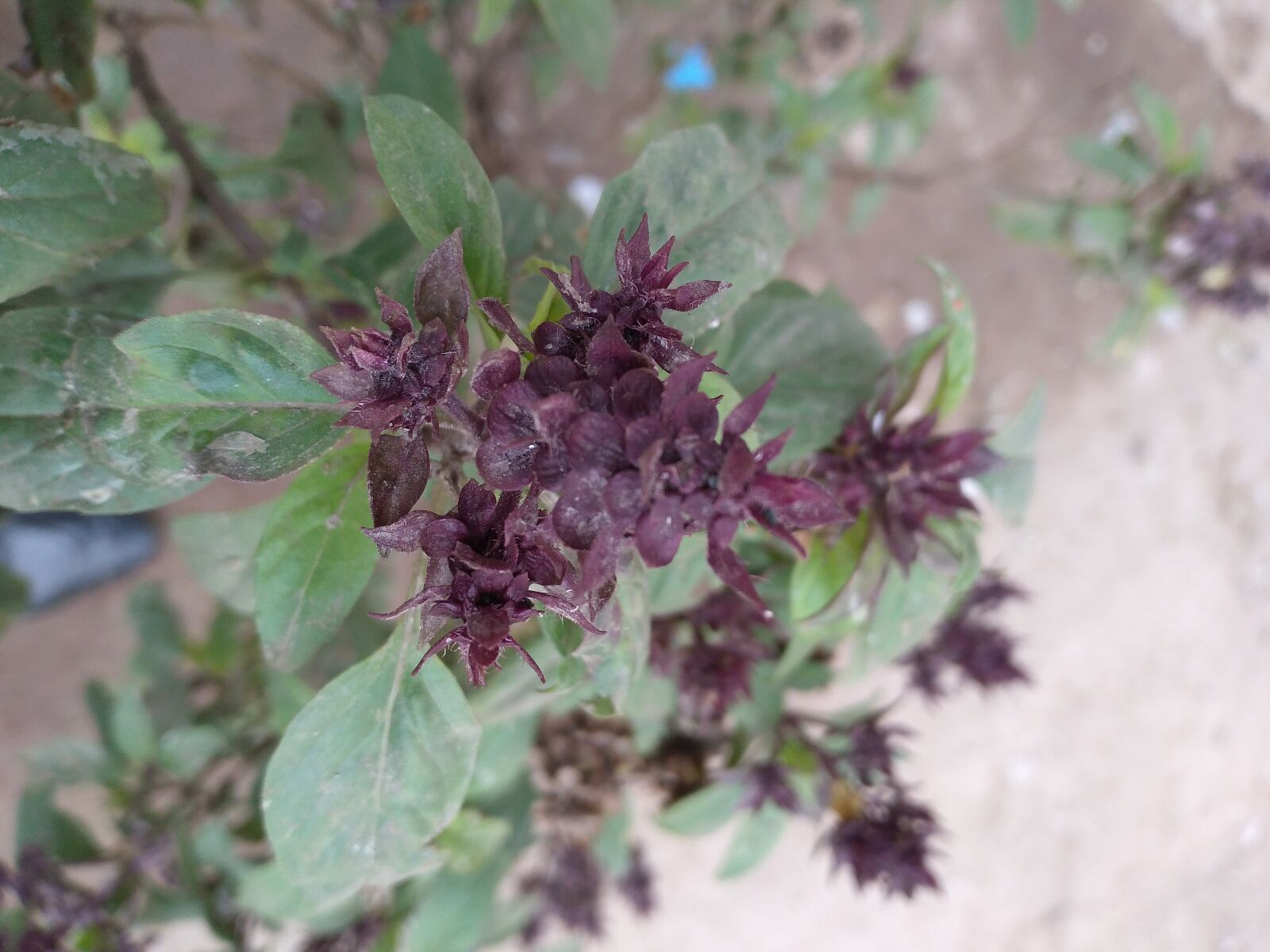 HUAWEI BKK-LX2 sample photo. Plant, mint, mint plant photography