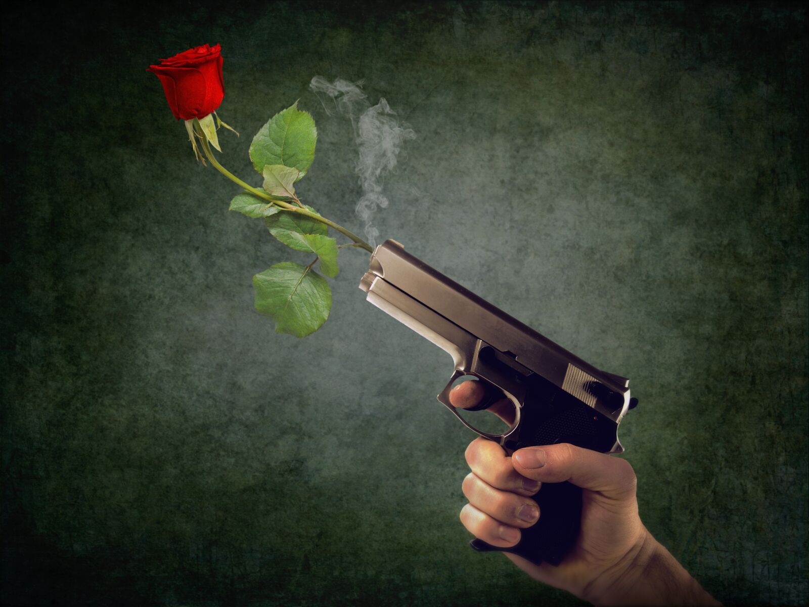 Nikon D5100 sample photo. Peaceful, non-violent, rose photography