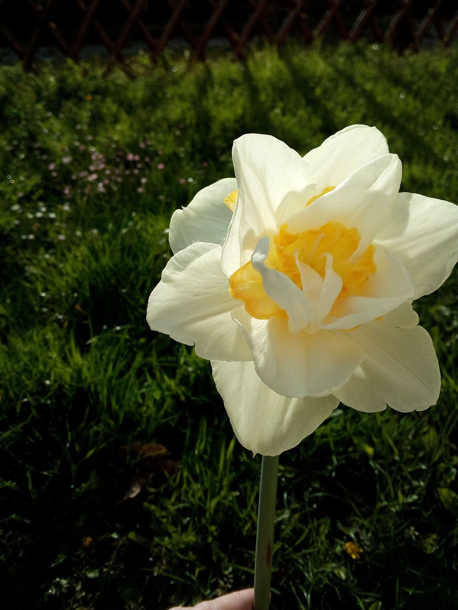 WIKO LENNY3 sample photo. Bouquet, flower, flowers photography