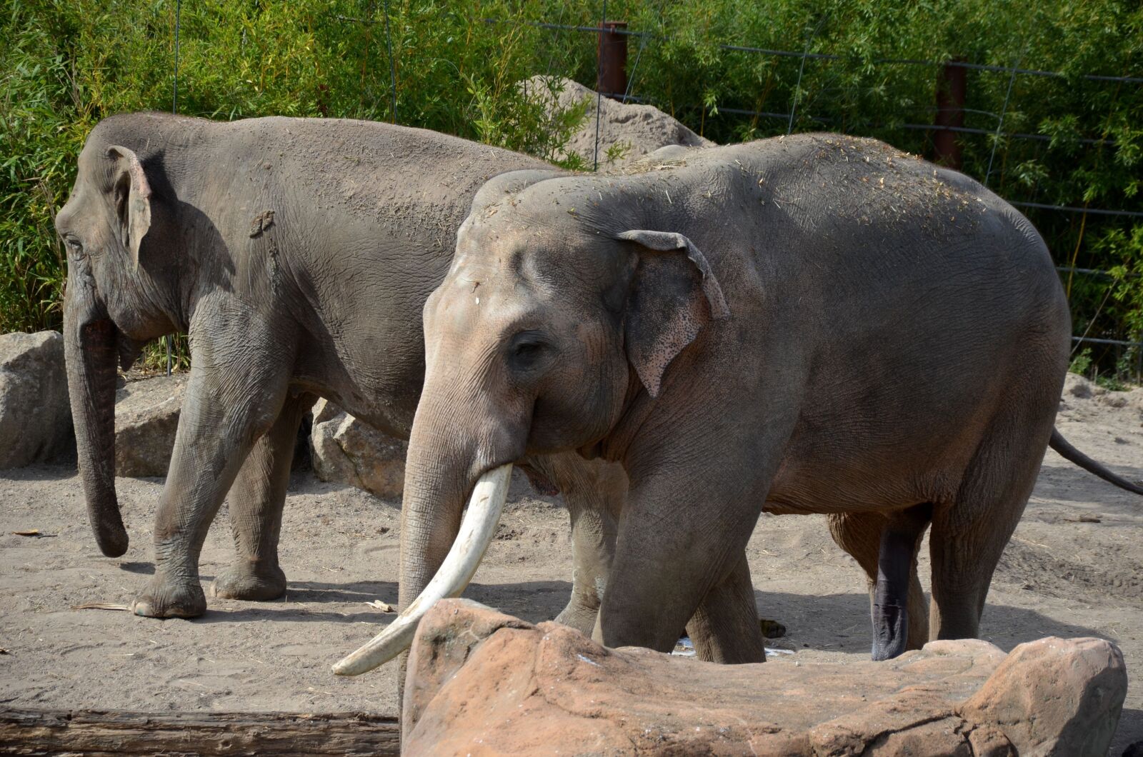 Nikon D5100 sample photo. Elephant, africa, safari photography