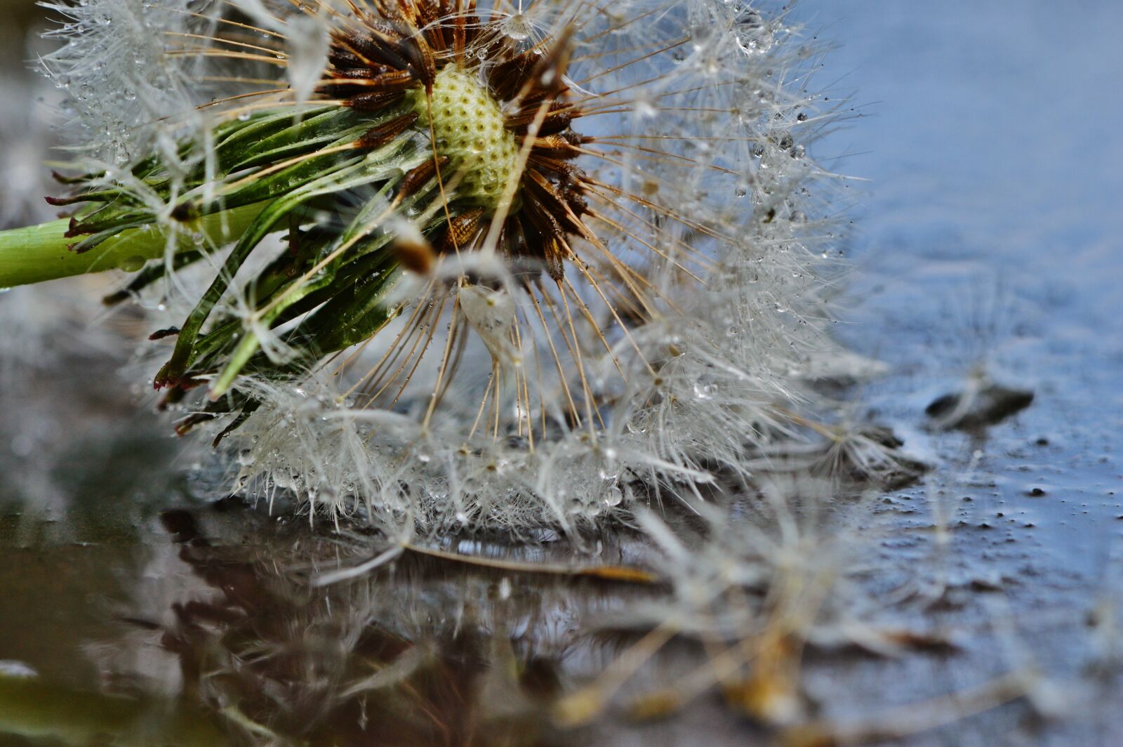 Nikon D3200 sample photo. Dandelion, plant, mirroring photography