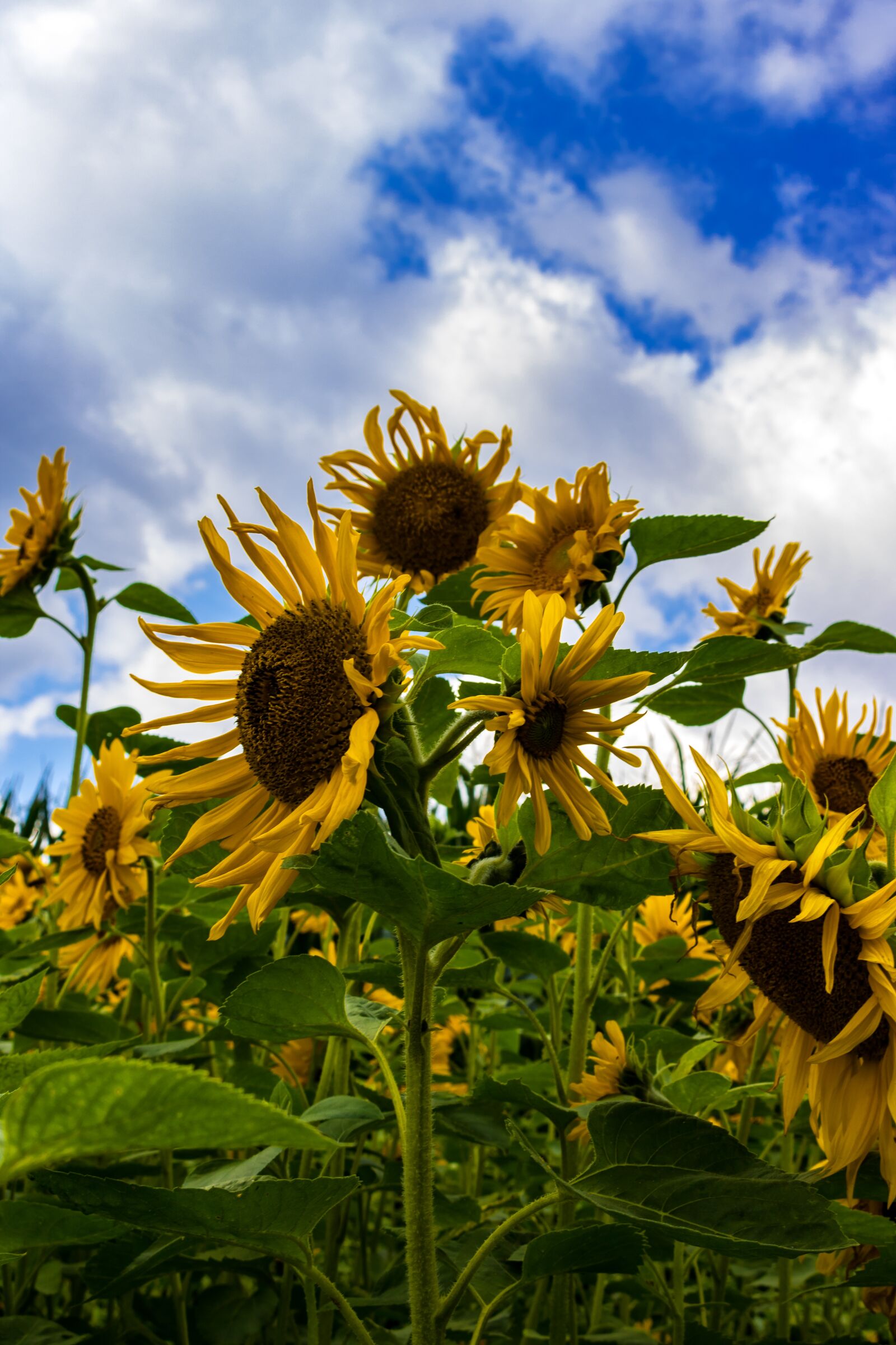 Canon EOS 750D (EOS Rebel T6i / EOS Kiss X8i) sample photo. Sunflower, field, yellow photography
