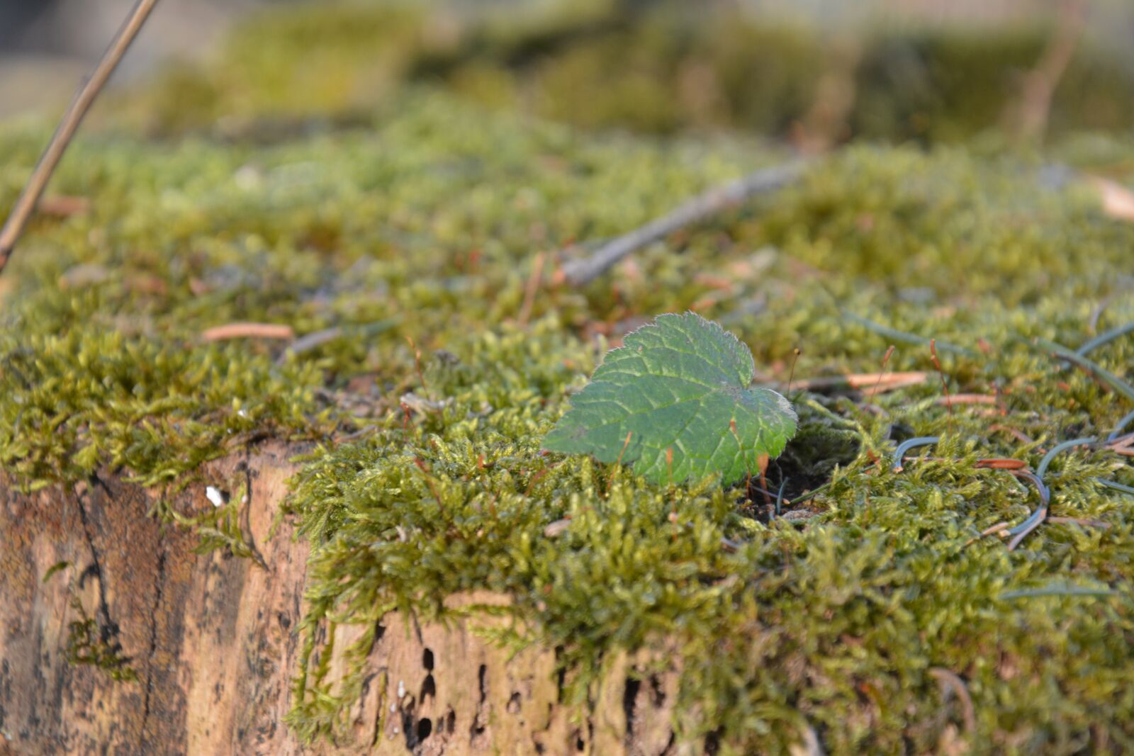 Nikon D5200 sample photo. Moss, leaf, log photography