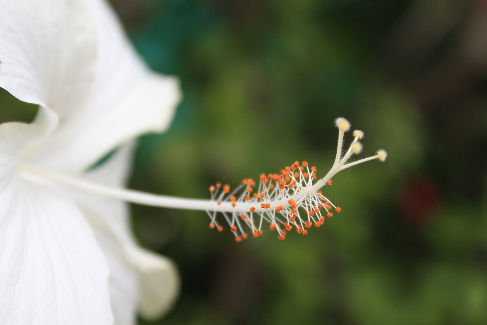 Canon EOS 1100D (EOS Rebel T3 / EOS Kiss X50) sample photo. Flower, hibiscus, nature photography