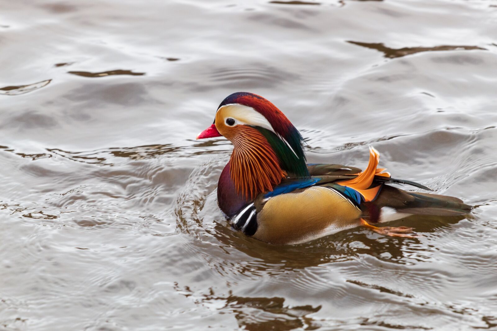 Canon EF 70-200mm F4L USM sample photo. Duck, mandarin, bird photography