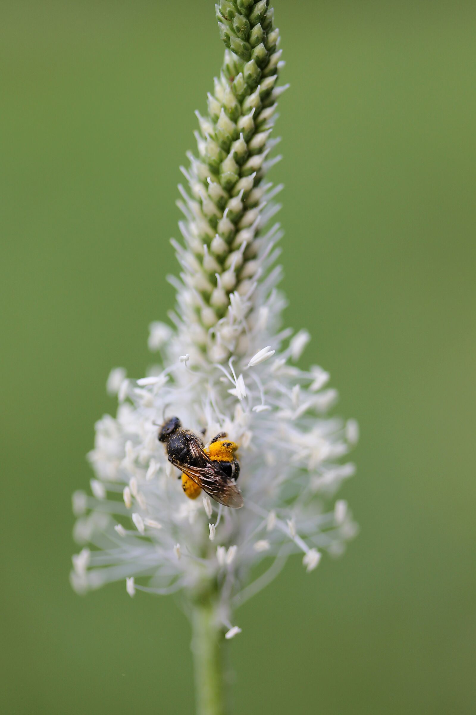 Canon EF-S 60mm F2.8 Macro USM sample photo. Insect, plantain, nature photography