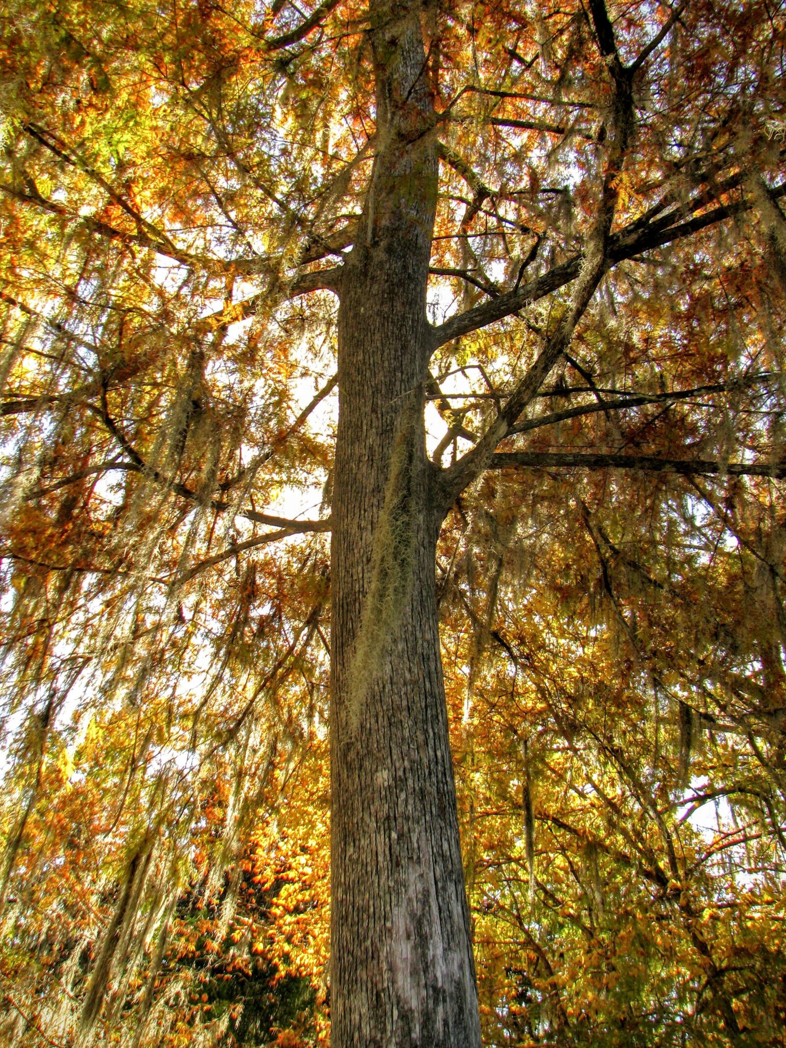 Canon POWERSHOT S5 IS sample photo. Wakulla, florida, usa photography